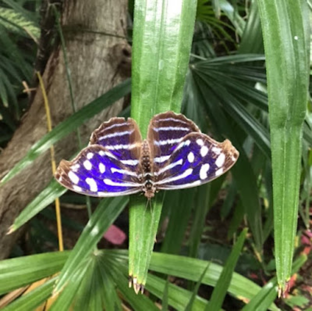 Meet your Posher, Lucy